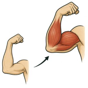 How do muscles grow?